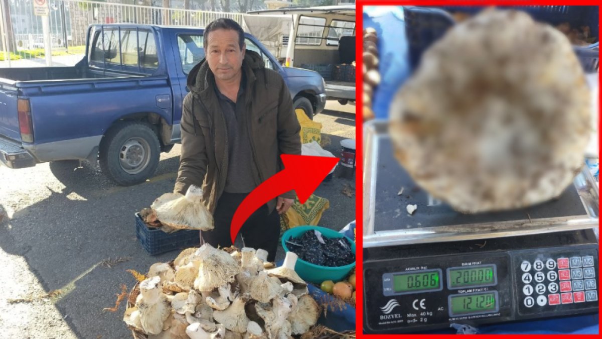 Dev mantar avı sonuç verdi! Pazarın ilgi odağı oldu: 600 gramlık mantar şaşkınlığa sebep oldu