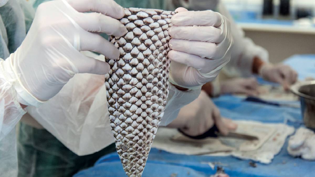 Balık derisinden yapılıyor, tamamen el işliğiyle üretiliyor! Bu giysiler herkesi şaşırtıyor