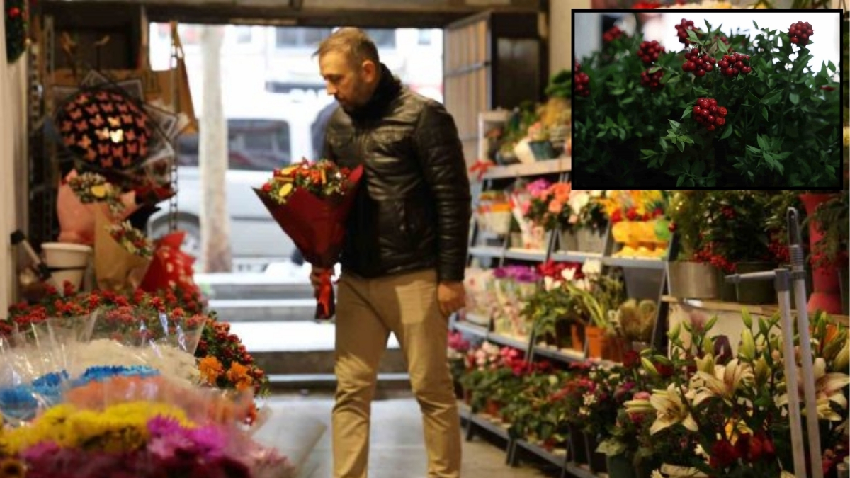 Mevsimi geldi ilgi arttı! Aralık ayında en çok o satıldı: Hem canlısı hem yapayı gidiyor