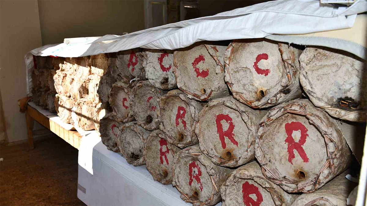 Misafir odasını arılara açtı: Kovanlar kışı evde geçiriyor