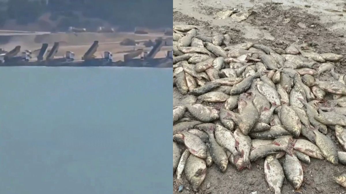 Dolgu çalışmaları gölün sonunu getirdi! İstanbul’da iç acıtan görüntüler: Yüzlerce balık telef oldu