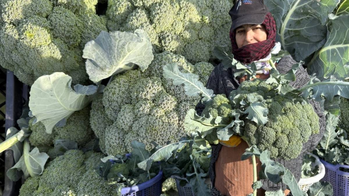 Kışlık sebze üretimi merkezinde hasat başladı! “Yeşil altın” tezgahlardaki yerini aldı: 50 liradan alıcıya ulaşıyor