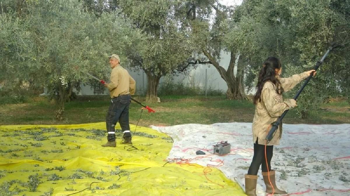 Pandemi ona yaradı, gerçekliği toprakta buldu! Muğla’da baba mesleğine kesin dönüş yaptı