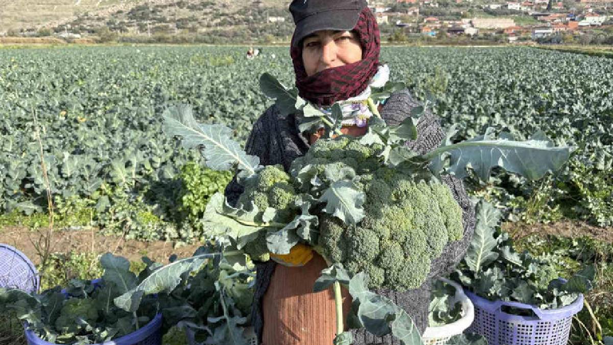 Kış ayının ‘Yeşil Altını’! Türkiye’nin ihtiyacının %50’si buradan sağlanıyor: Çiftçi fiyatlar karşısında eziliyor