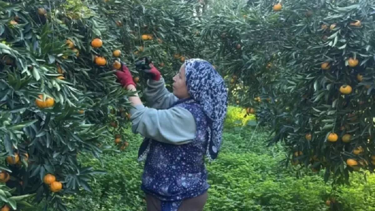 Tescilli üründe rekolte düştü! 3 bin tonun altında hasat tamamlanacak: Bahçede 20 TL’den markette 100 TL’den satılacak