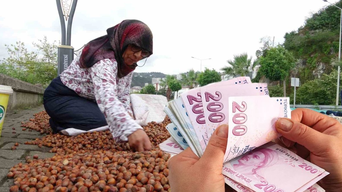 Fındık piyasasında sert düşüş! 350 lirayı gören fiyatlar 250 TL'ye geriledi: Üreticinin umudu yılbaşına kaldı