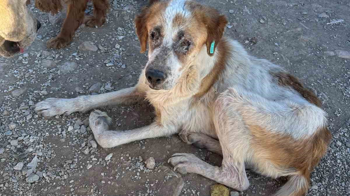 Yüksek miktarda bağış toplanan barınakta dehşet verici görüntüler: Hayvanlar açlıktan birbirlerini yedi