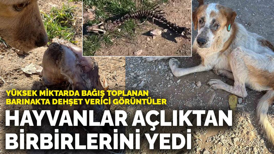 Yüksek miktarda bağış toplanan barınakta dehşet verici görüntüler: Hayvanlar açlıktan birbirlerini yedi