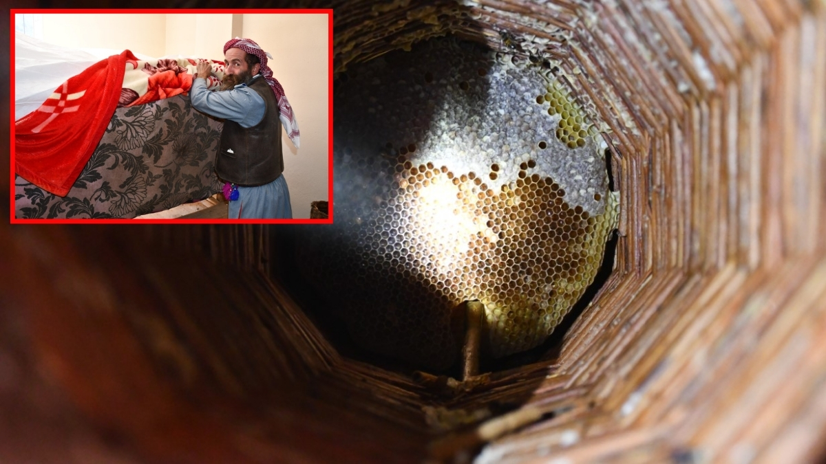 Yaban hayvanlarından arılarını korumak istedi, misafir odasını yuva yaptı! Bal üretiminde bir ilke imza attı