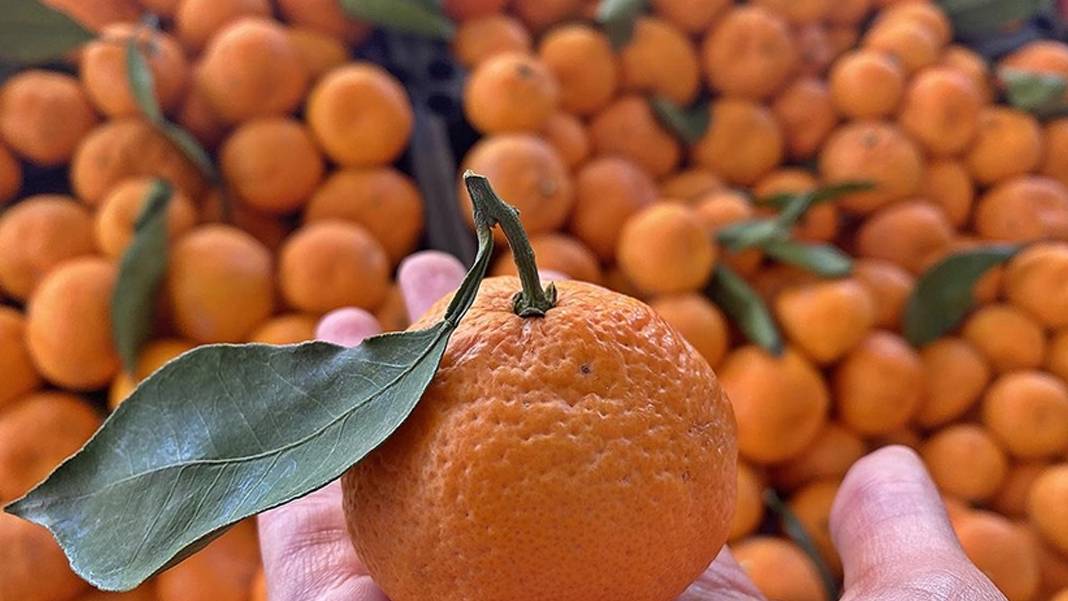 Pazarın en ucuz meyvesi belli oldu