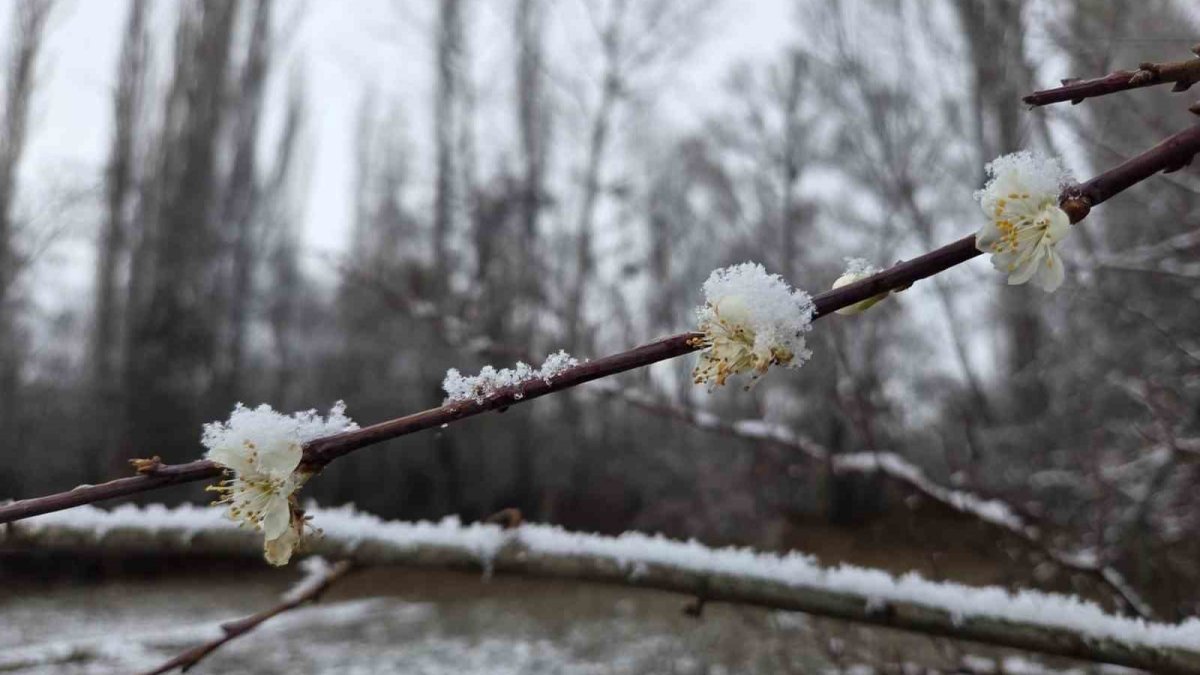 Doğanın dengesi bozuldu! Aralık ayında çiçek açan erik ağaçları kar altında kaldı