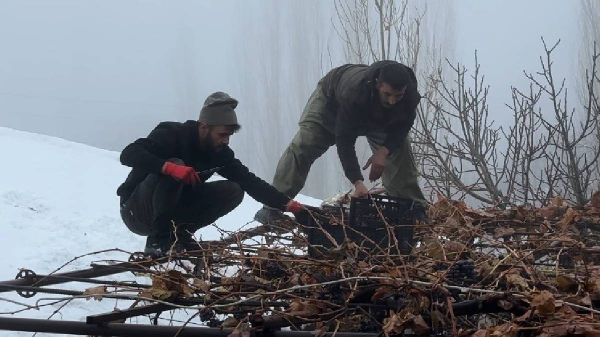 Kar ve soğuk engel olmuyor, hasat sürüyor! Sadece bu yöreye özgü yetişiyor: Lezzeti geleneksel, koruması modern
