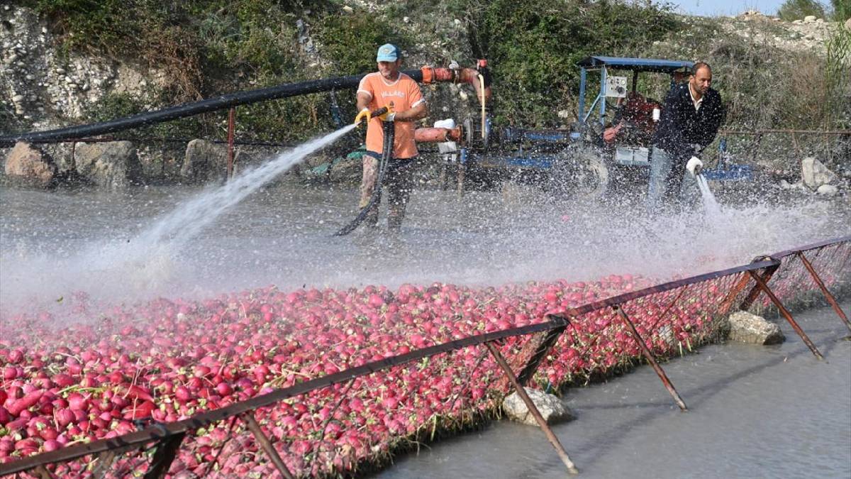 Dondurucu suyun içinde zorlu mesai! Hasat yapılıyor, çamurdan arındırılıyor: İşçiler el emeğiyle zorluğun üstesinden geliyor
