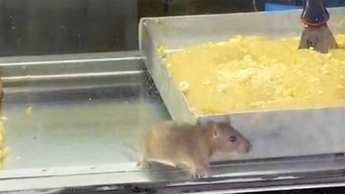 Börekçide mide bulandıran görüntüler! Farelerin gezdiği iş yeri mühürlendi