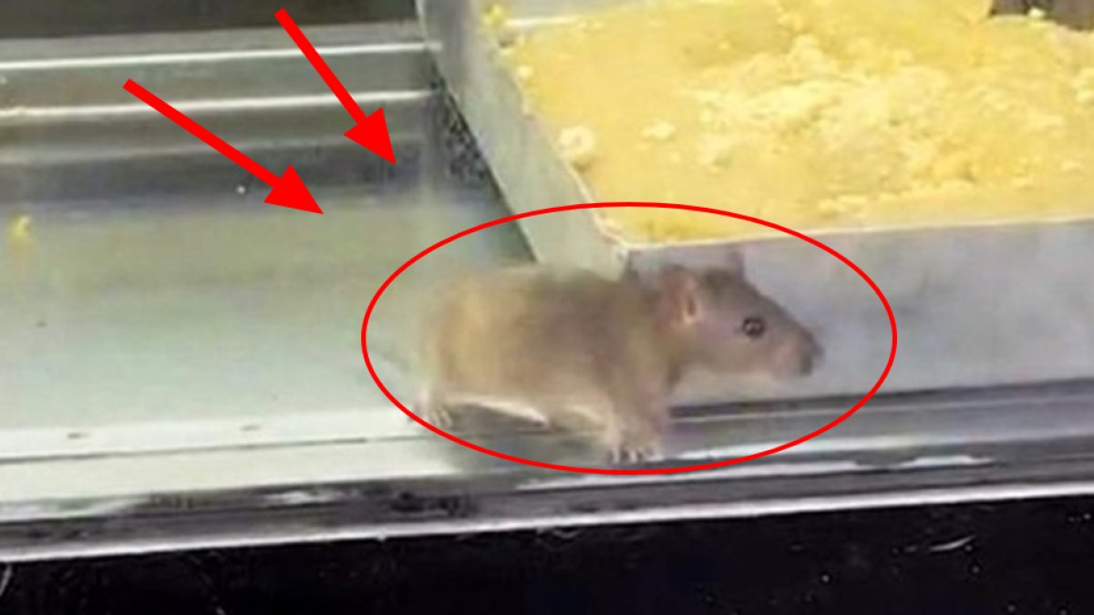 İzmir'de hijyen skandalı! Börek tezgahındaki fare görenlerin midesini kaldırdı: İşletme mühürlendi