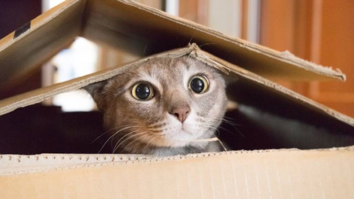 Çoğu kedi sahibi bunu gözden kaçırıyor! Kedilerinizin bu hareketlerine dikkat: Aslında size alarm veriyor