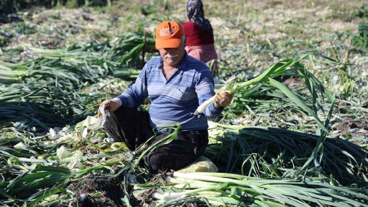 Tarlalarda hasat mesaisi başladı! Dönümde 5-6 ton rekolte: Kilosu 25 TL’den tarladan çıkıyor