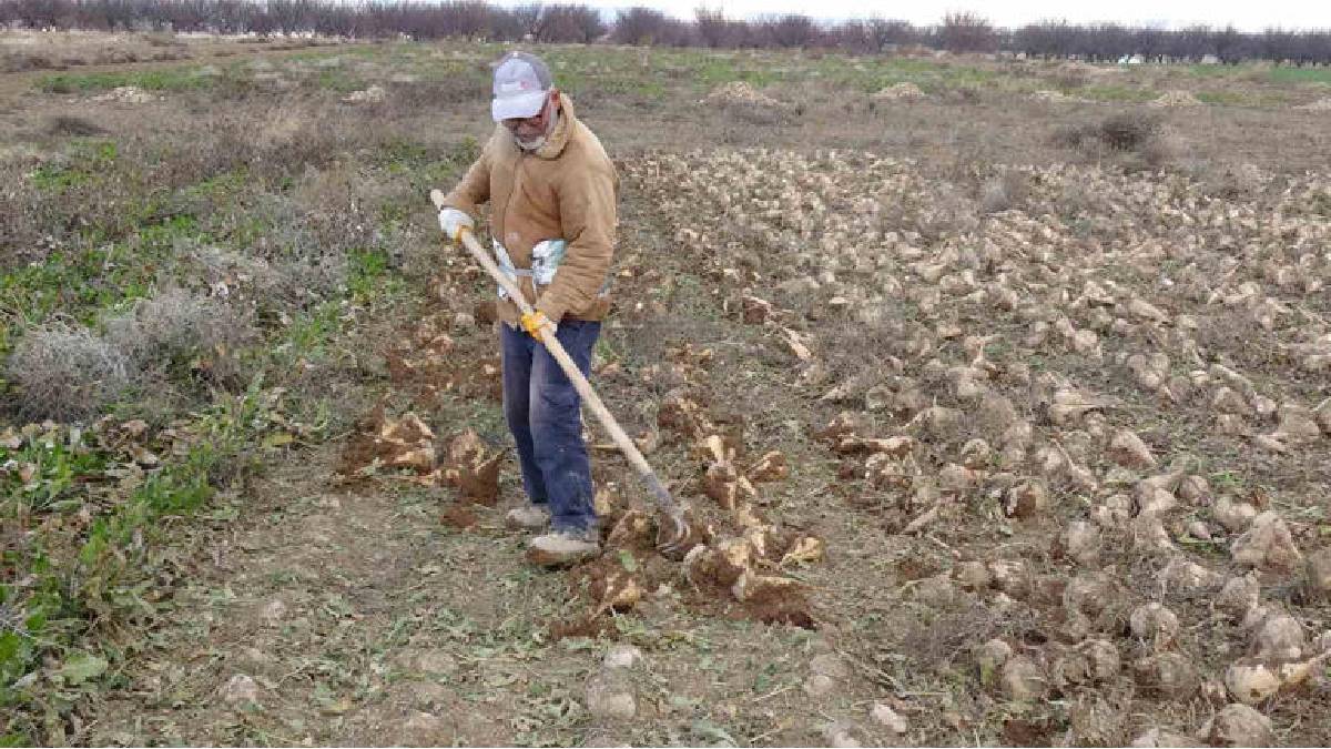 Eylül’de başlayan hasat mutlu bitti! Yüksek verim üreticiyi güldürdü: “Çiftçinin önemli bir gelir kaynağı”