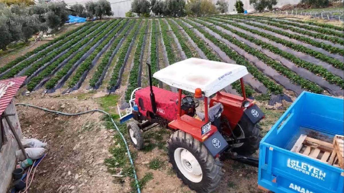 Kışlık çilekte hasat zamanı! Yılda 260 bin tonla önemli gelir kaynağı: Kilosu 130 TL’den satılıyor