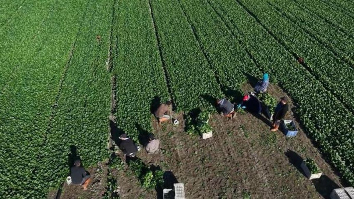 Osmaniye topraklarında yeşil altın mesaisi başladı! Rekoltede çıta yükseldi: Hedef 3 bin ton