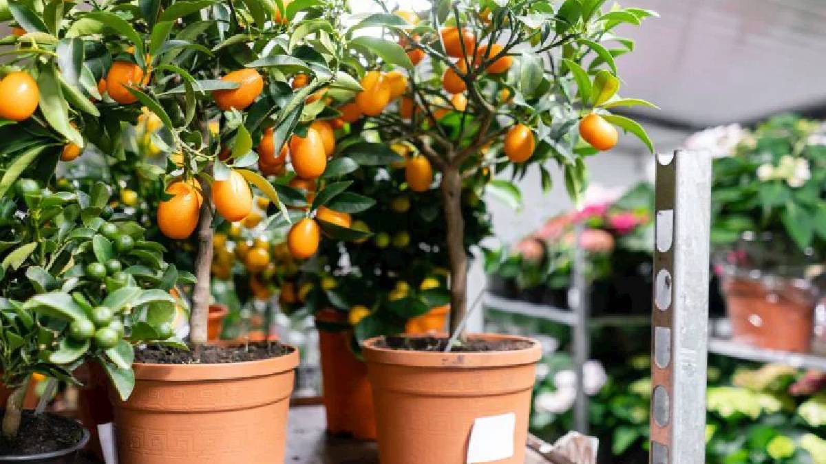 Ne tarlaya gerek var ne de bahçeye! Saksıda bile yetişiyor, kökünden binlerce ürün veriyor