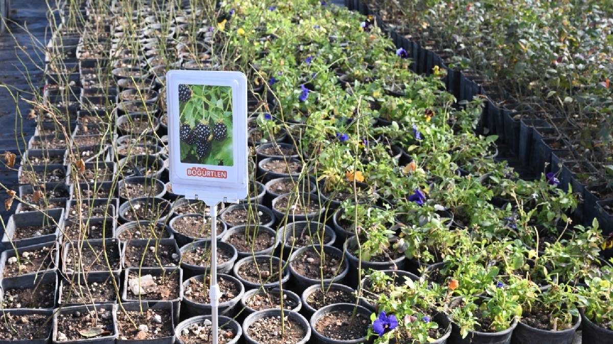 Kırşehir Belediyesi, Anadolu’nun örnek kampüsü Kır-Köy’de sera ortamında bitki üretimi yapıyor