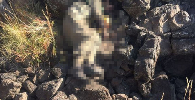 PKK'nın Tendürek bölge sorumlusu Hakan Yeni öldürüldü - Son dakika haberleri