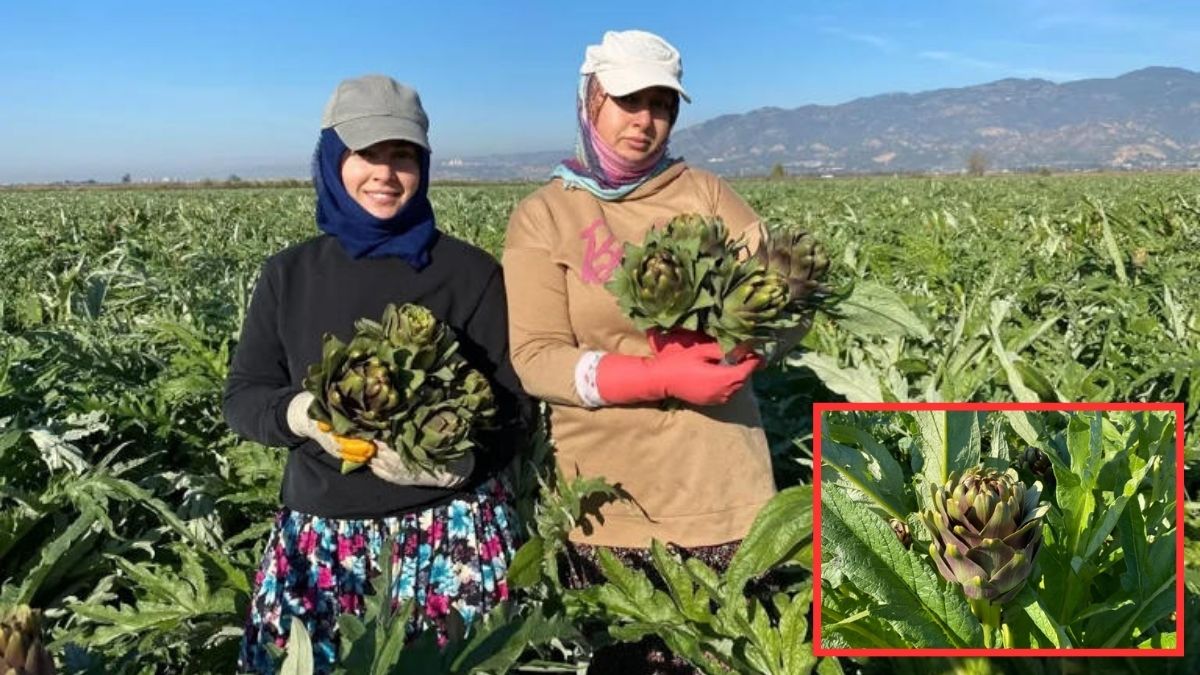 Türkiye ihtiyacının %42’si bu şehirden karşılanıyor! Yeni hasat dönemi başladı: Üretimde 2’nci şehir konumunda