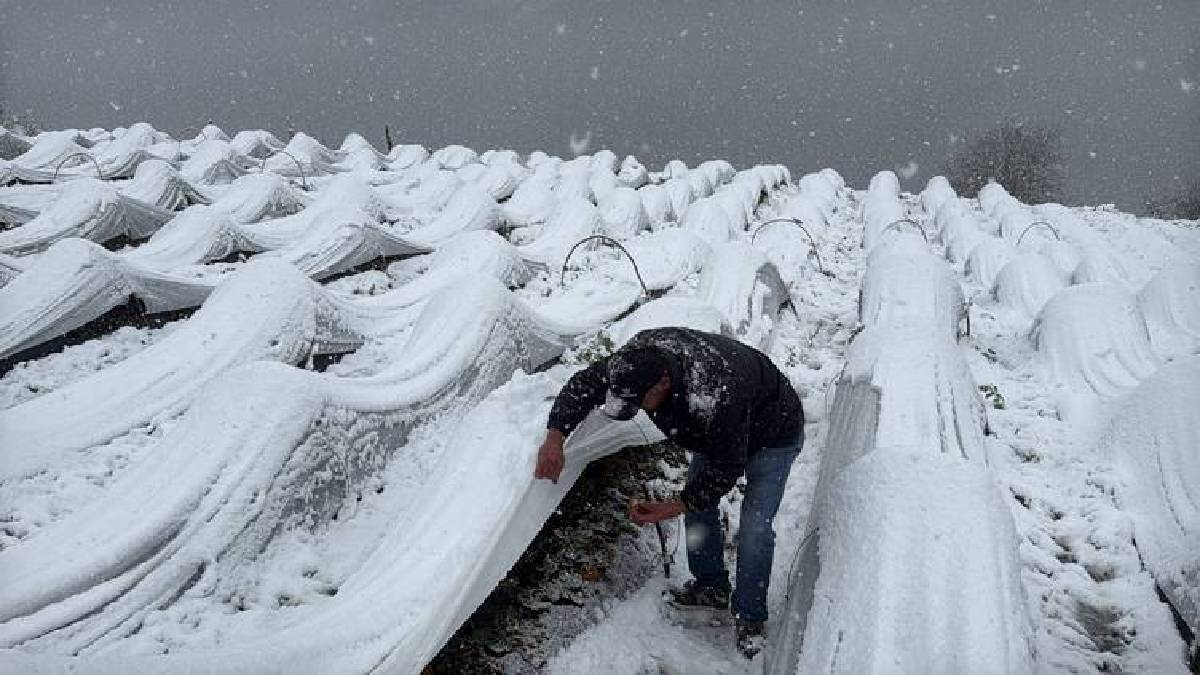 1100 rakımlı mahalleyi kar kapladı, hasat devam etti! Talep artıyor, hiçbir şey engel olmuyor: Lezzetini herkes biliyor