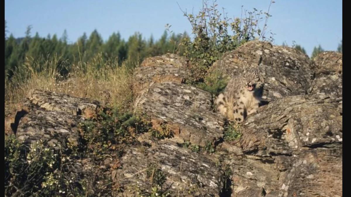 9 saniyede gizli leoparı bulabilir misiniz? Birçok kişi denedi hepsi elendi: Sıra sizde…