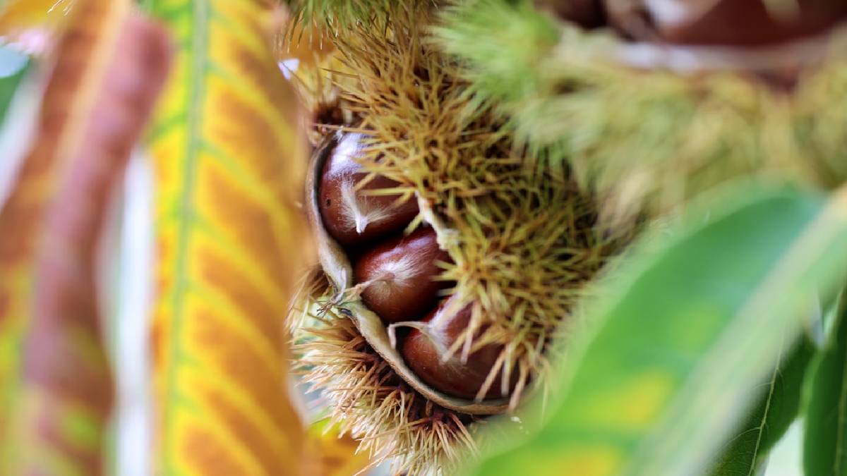 Erzincan’da tezgahları süslüyor, 100 gramı 100 TL’den satılıyor!  Günde 5 taneden fazlası zarar