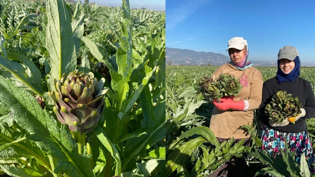 Üretimde ikinci sırada, coğrafi işaret sahibi! Hasat başladı, 6 bin tondan fazla üretim yapıldı