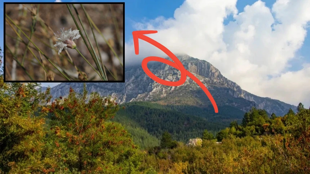 Doğa yürüyüşü yaparken fark etti, yeni bir tür keşfetti! Narin duruşuyla kendine hayran bıraktı: "Çameli pelemiri"