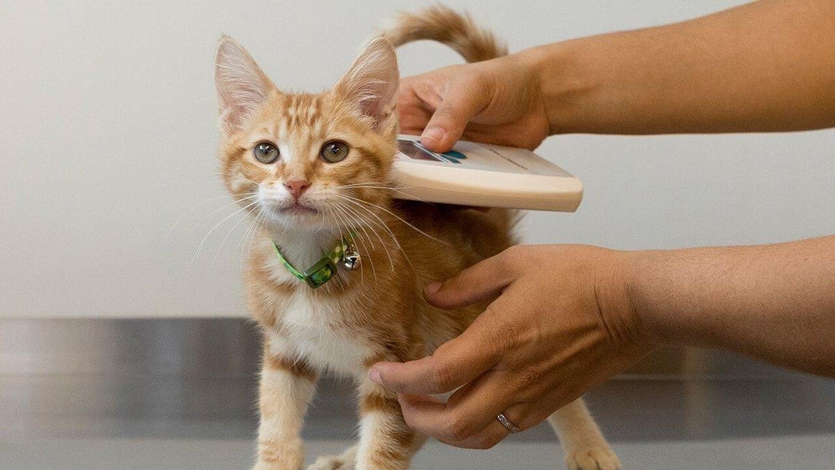 Evcil hayvan sahipleri dikkat! Valilik uyardı: Mikroçip ve pasaport kaydı için geri sayım başladı