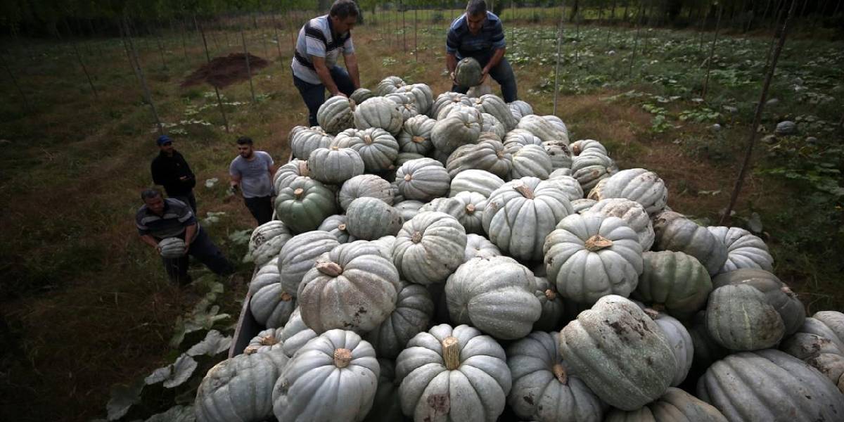 Düzce’de çokça yapılıyor, işin sırrı ustasından geliyor! Coğrafi işaretli lezzetle Osmanlı’nın geleneksel lezzeti yapılıyor