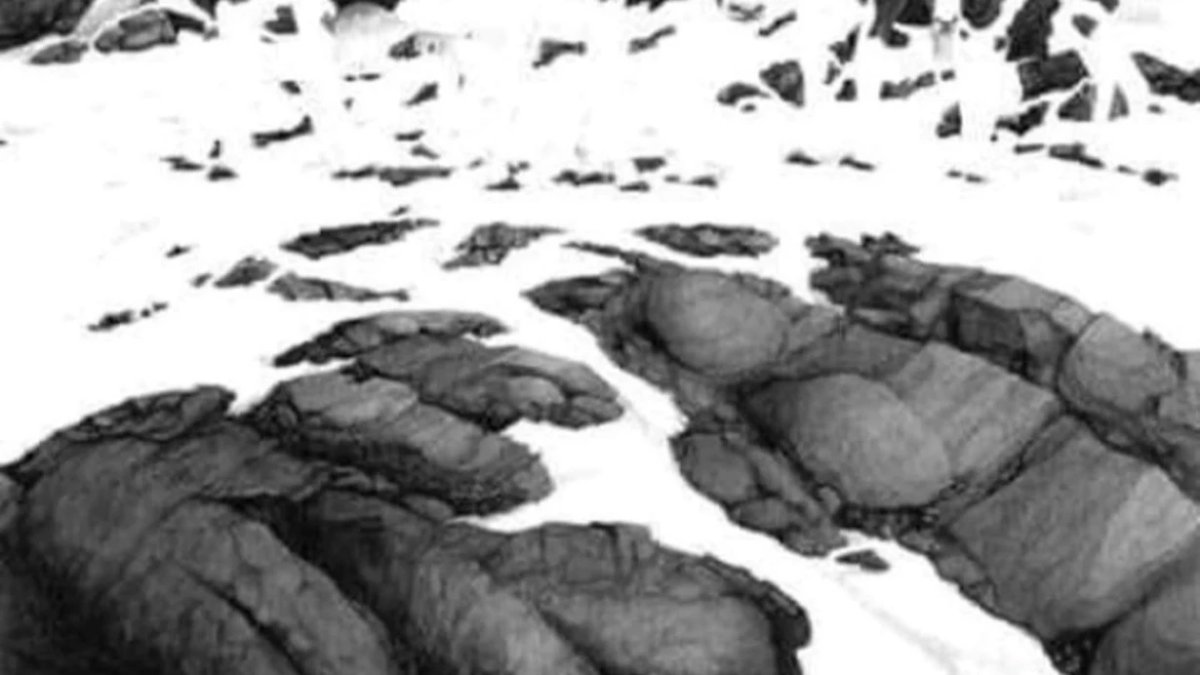 Zeka sınırlarını zorlayan optik illüzyon! 5 gizli ineği 5 saniyede bulabilir misiniz?