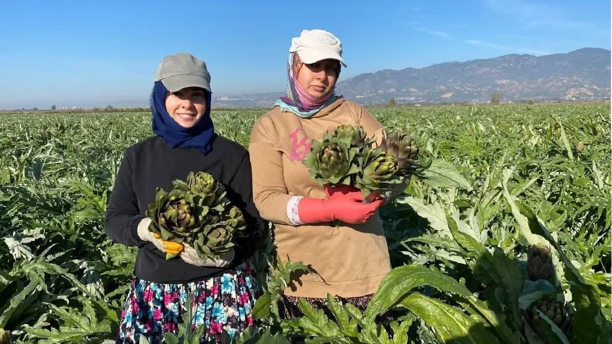 Türkiye’de en çok üreten ikinci il! Yılın ilk hasadı tamamlandı: Coğrafi işaretli 'Aydın Enginarı'nın sofra yolculuğu başladı
