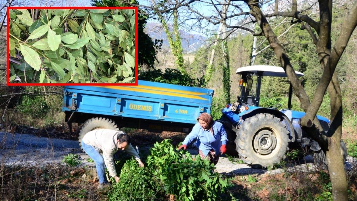 Dağlardan toplanıyor, kilosu 25 liraya satılıyor! Antalya’dan çıkıyor Avrupa’ya ihraç ediliyor: Tam bir şifa deposu