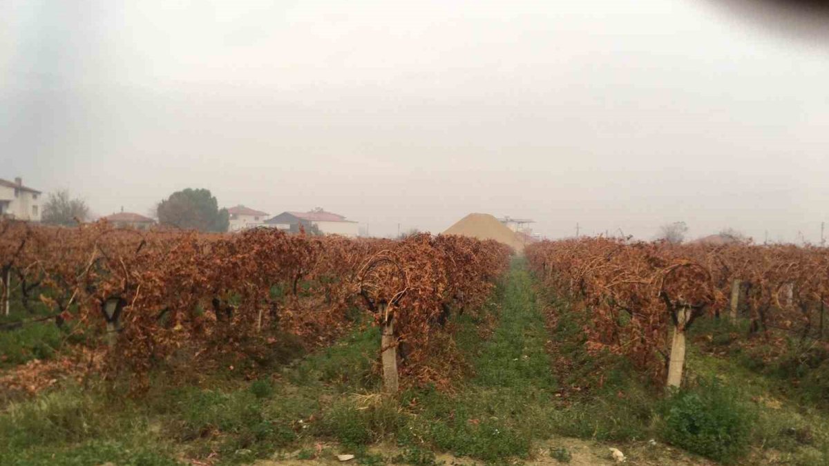 Uzun zamandır bekleniyordu, çiftçilerin can suyu nihayet geldi! Beklenen sağanak yağış üreticinin yüzünü güldürdü