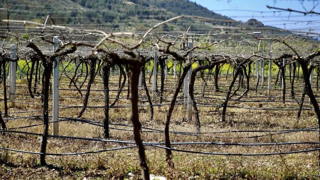 Tekstilden sonra tarımı da Mısır'a kaptırıyoruz: Mersin'in göbeğinde Mısır çileği işleniyor narenciye bahçeleri depoya dönüşüyor