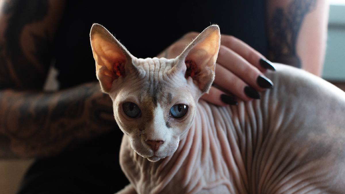 Tarihin ilk evcilleştirilmiş kedileri! Antik Mısır’ın kutsal simgesiydi...