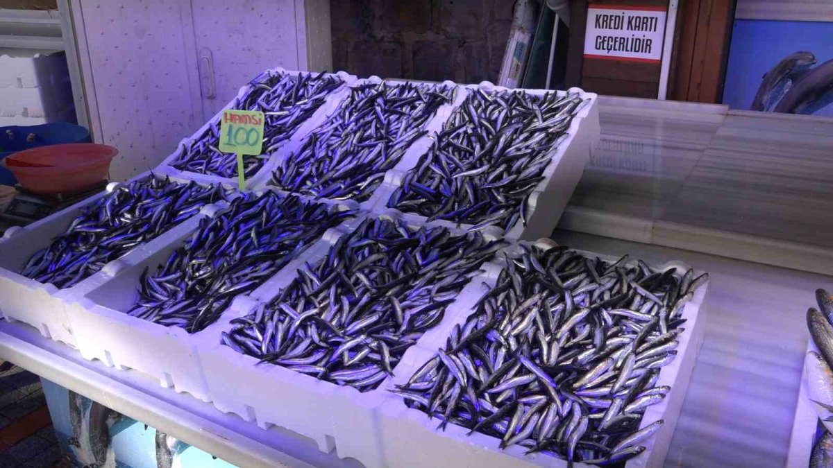 Karadeniz’de hamsi alarmı! Bilim İnsanları uyardı: Büyük tehdit aldıntda, hamsiyi özleyeceğiz