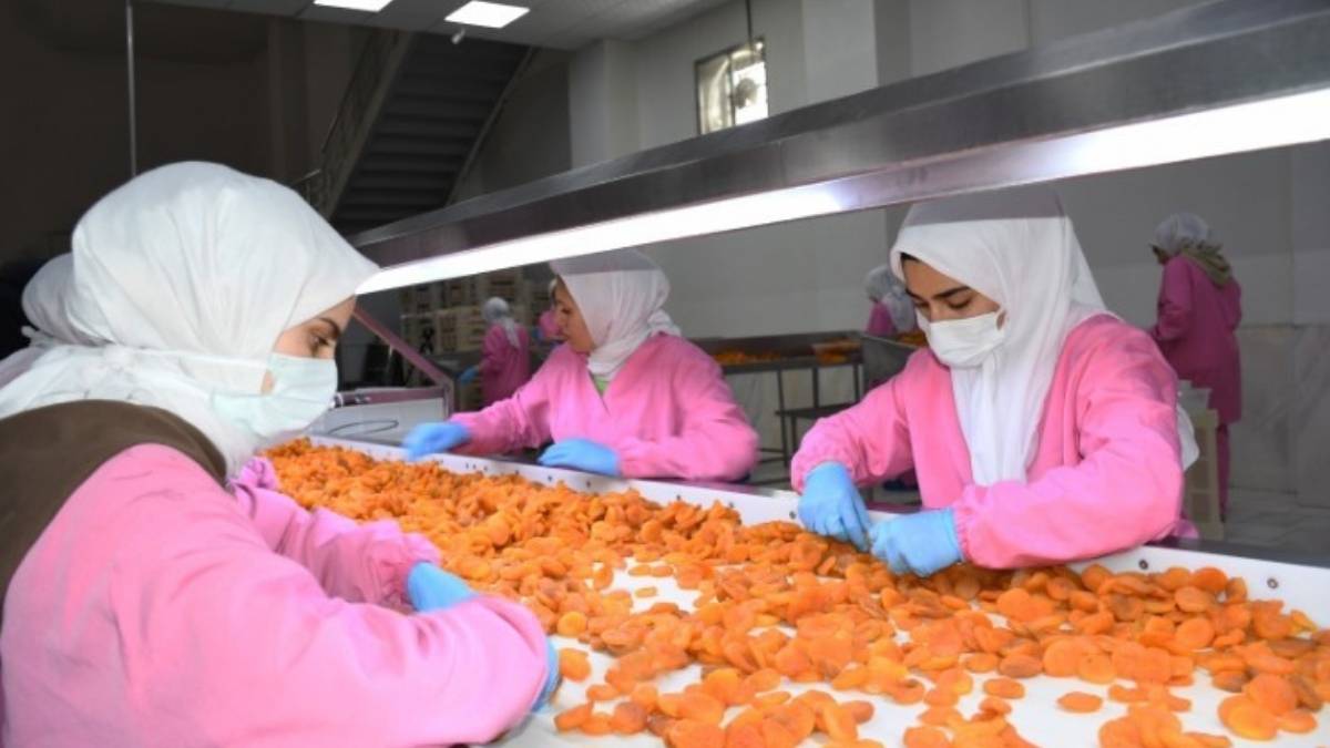 11 ayda 275 milyon dolar gelir elde edildi, Malatya’da rekor kırıldı! Zirai dona rağmen gelire katkı sağladı