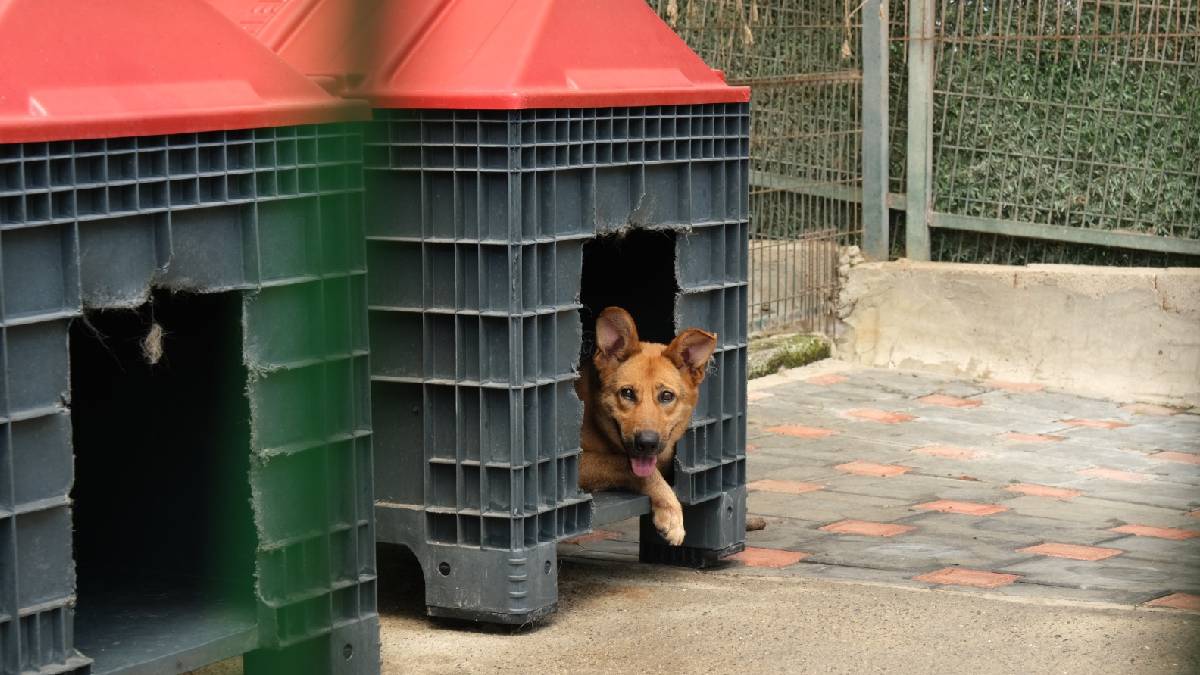 Giresun Belediyesi Hayvan Barınağı 2025 yılında örnek çalışmalara imza attı