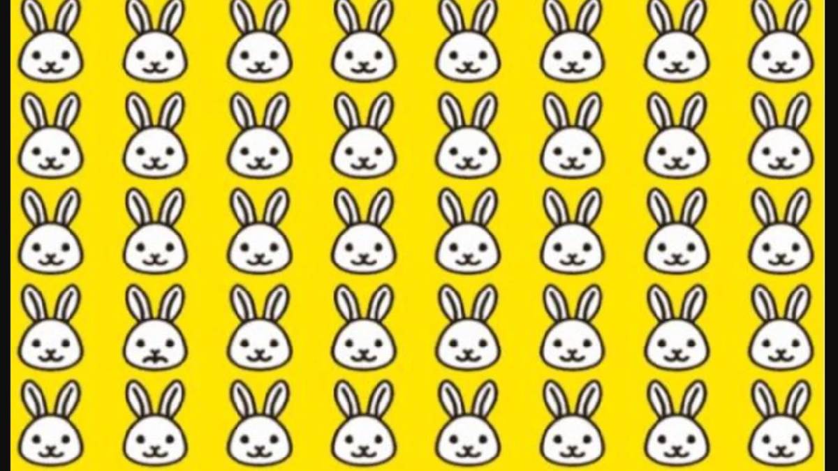 Gerçek bir dâhiysen şıp diye bulursun! Resimdeki farklı tavşanı 6 saniyede bulan gerçek dahi çıkar