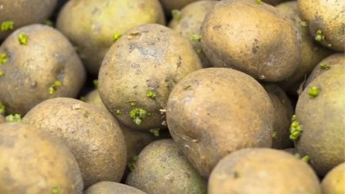 Her gün tüketiyoruz ama zararını bilmiyoruz! ‘Yılın zehirli sebzesi’ ilan edildi