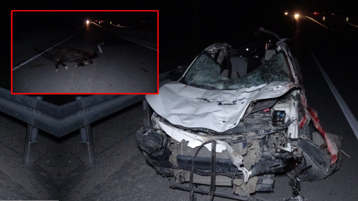 Malatya’da yarış atları yola indi! 3 araç hasar gördü, milyonluk safkanlar telef oldu