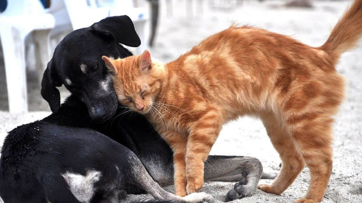 Sokak hayvanları için kritik karar: Danıştay genelgeyi durdurdu