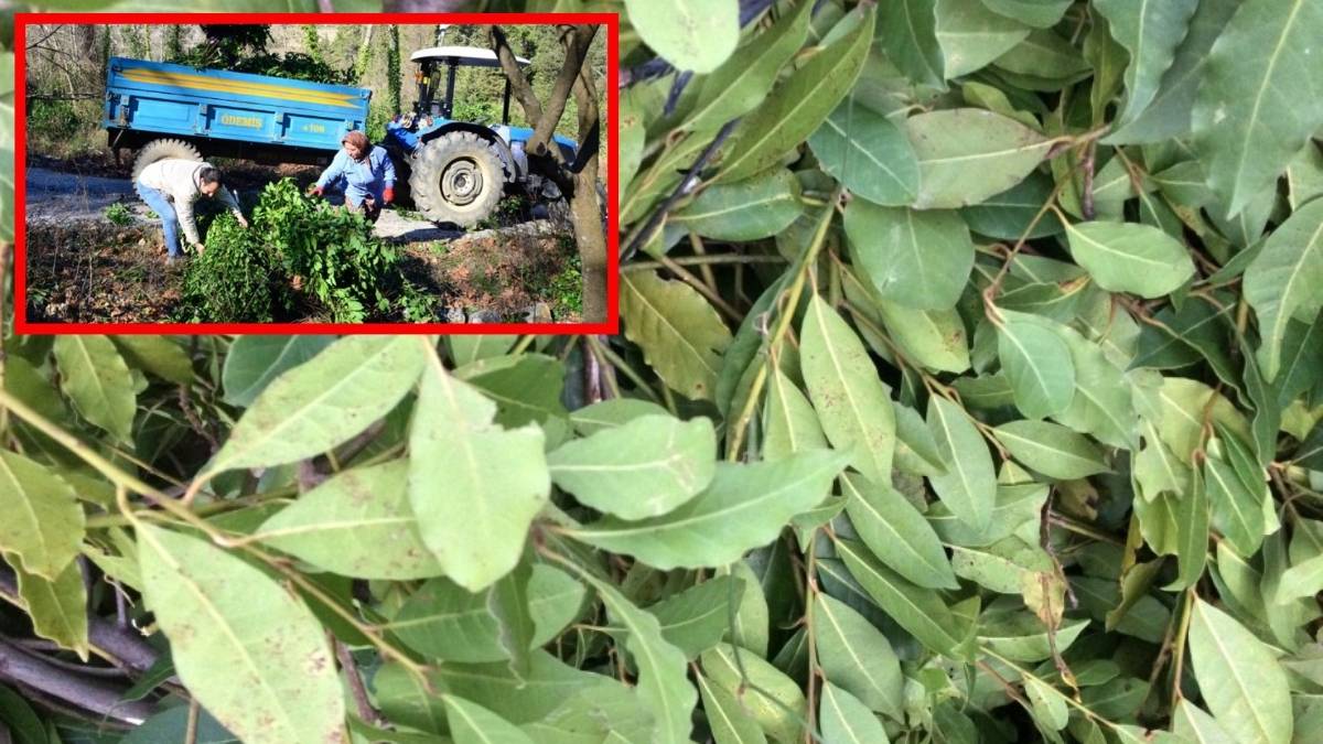 Kilosu 25 liradan satılıyor, birçok sektörde kullanılıyor! Köyün en büyük gelir kaynağı oldu: 100 aileye gelir sağlıyor