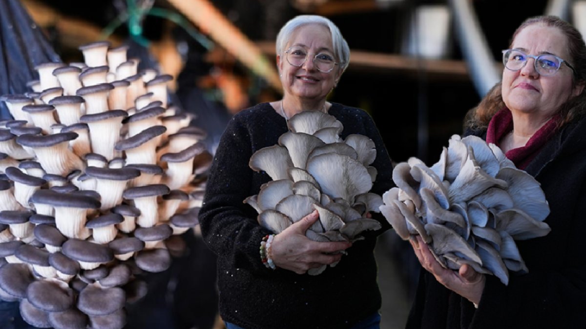Mantar üretimini bir yıl içinde 1 tondan 10 tona çıkardılar! Hedef 50 ton: Eğitimini tamamlayan üretici oluyor